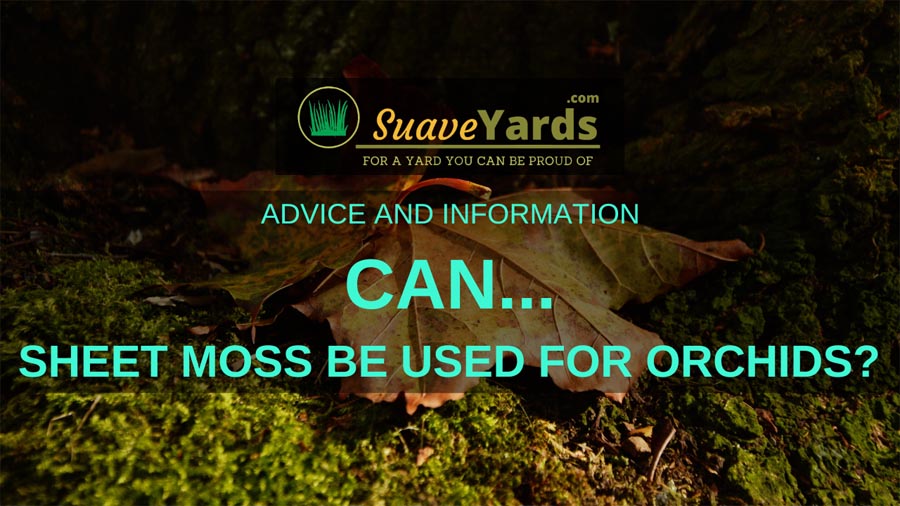 Can sheet moss be used for orchids 