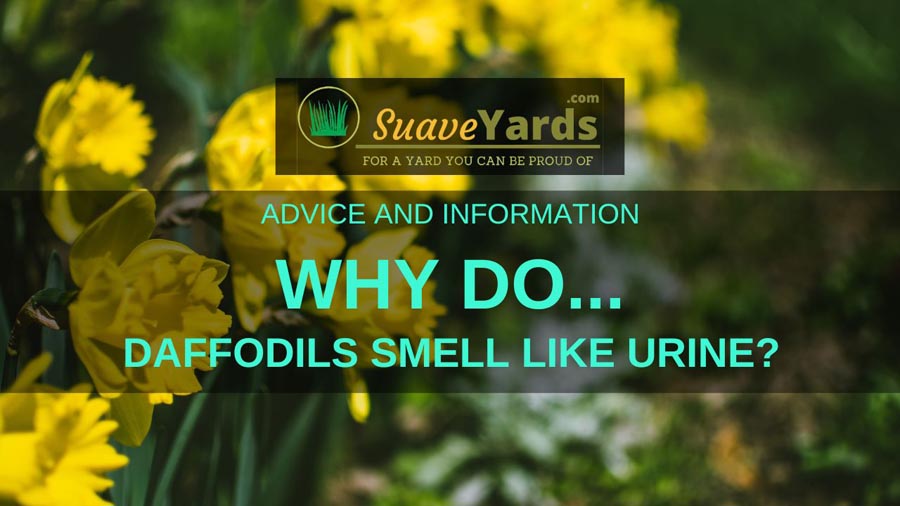 why do daffodils smell like urine