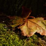 Sheet moss and leaf