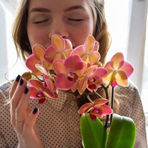 Lady smelling orchids