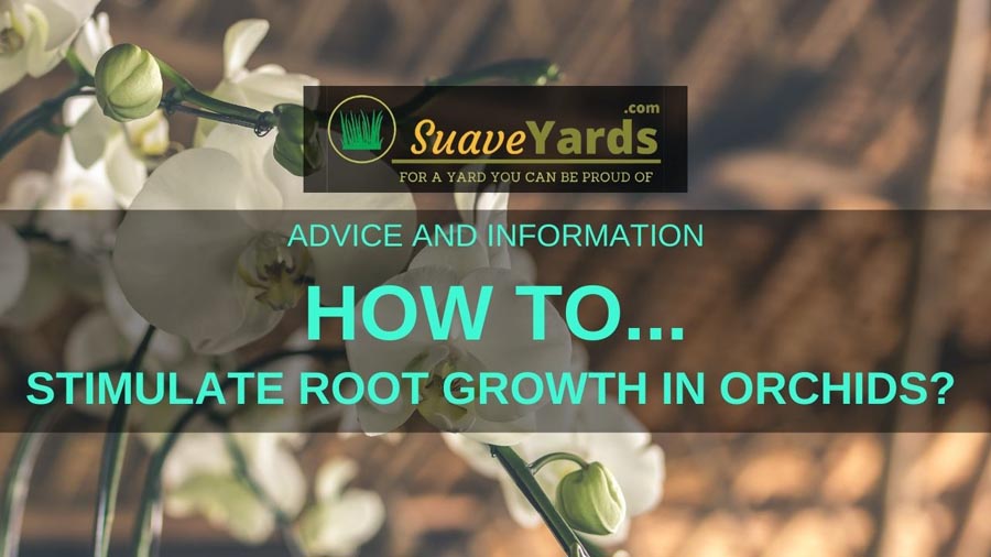 how to promote root growth