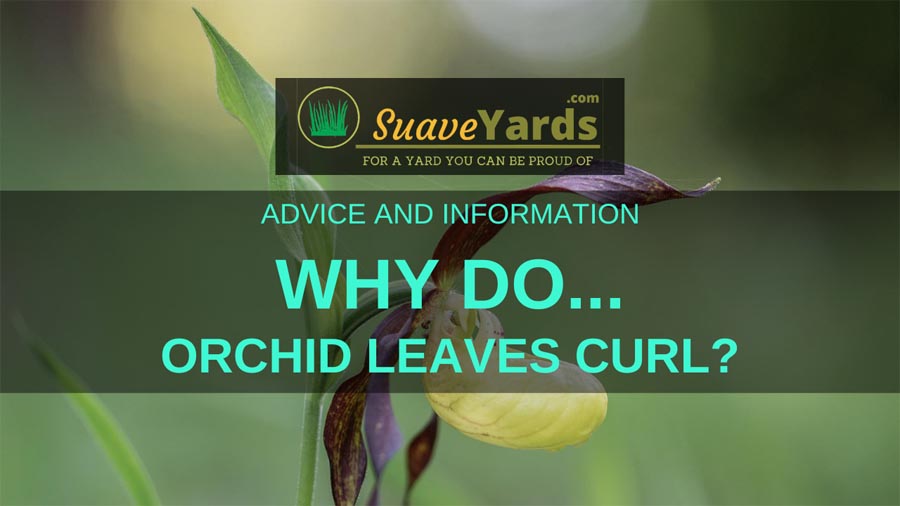 Why Do Orchid Leaves Curl? (Explained)