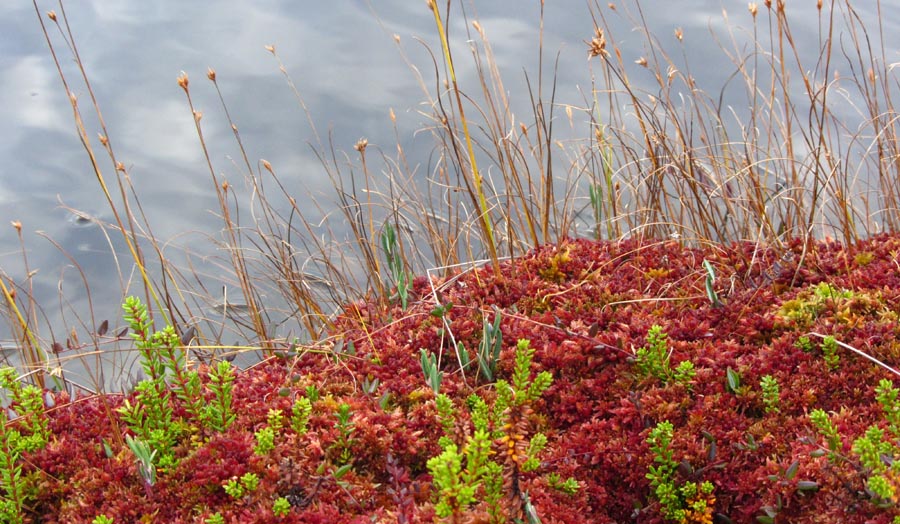 Difference Between Sphagnum Moss and Sheet Moss