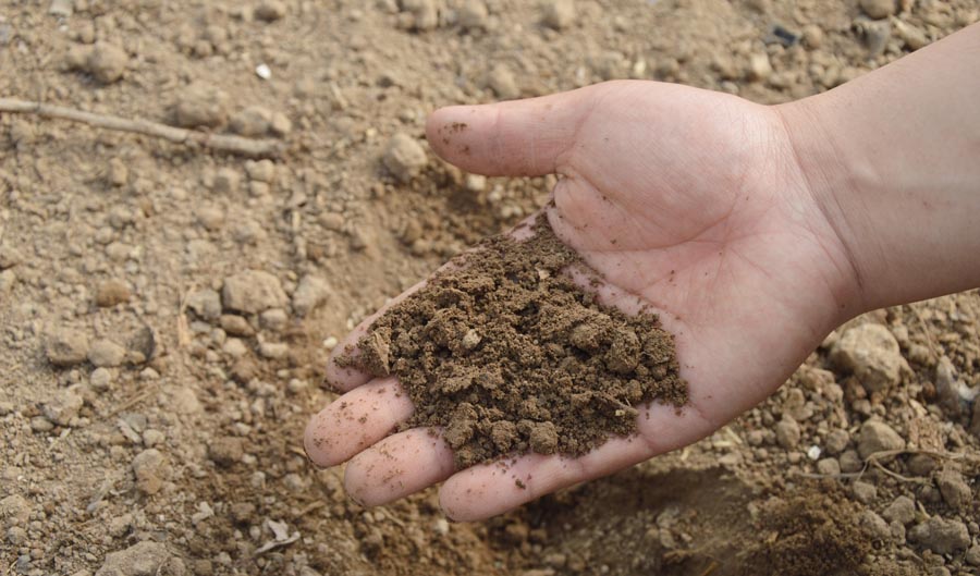 Hand with soil in it