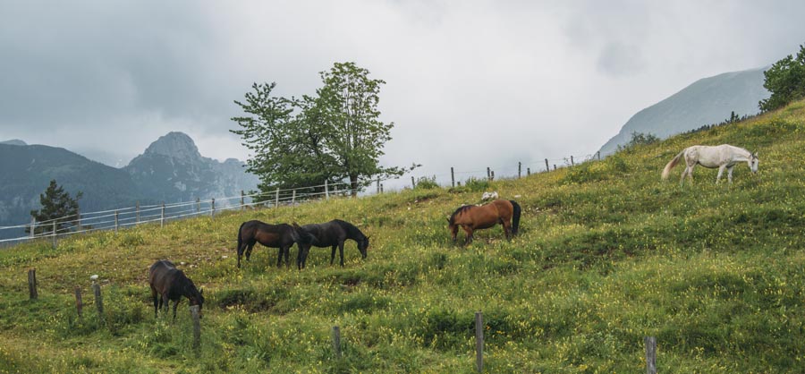 Horses on the meadow with hills and mountains in the background