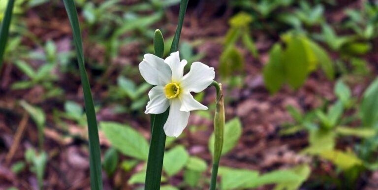 Flowers That Smell Like Pee: Discover the Surprising Floral Scents