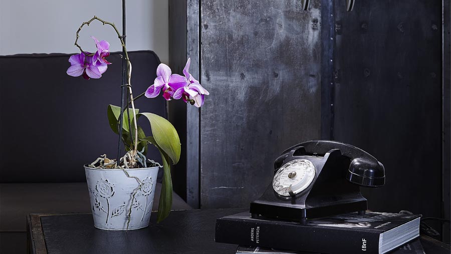 Orchid in pot next to phone
