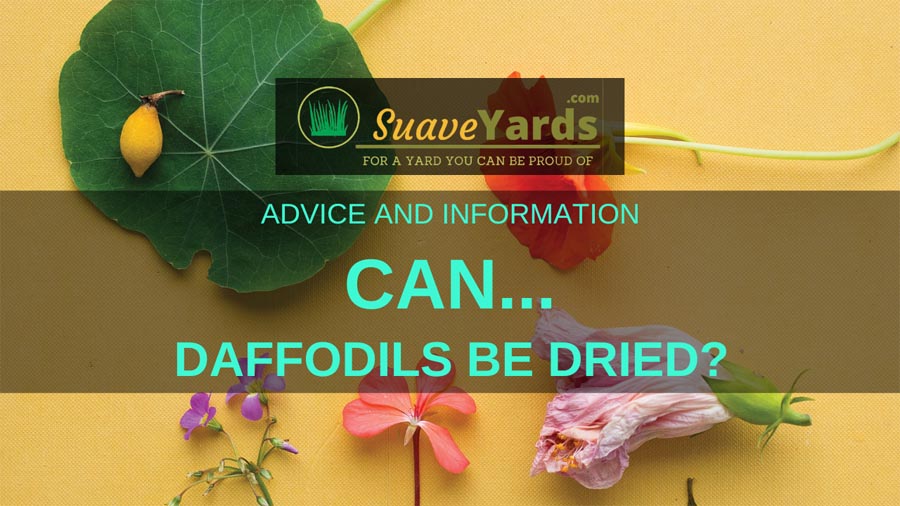 Can daffodils be dried
