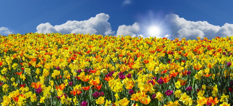 Daffodils in sunny field