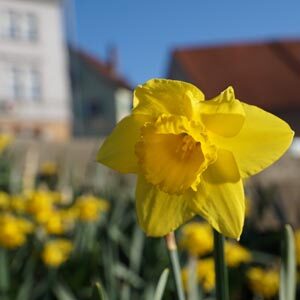 daffodil in front of stately house