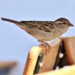 Sparrow on chair