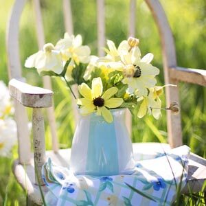 Daffodils flowering in pot
