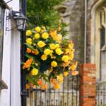 Daffodils in hanging baskets