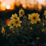 daffodils at sunset