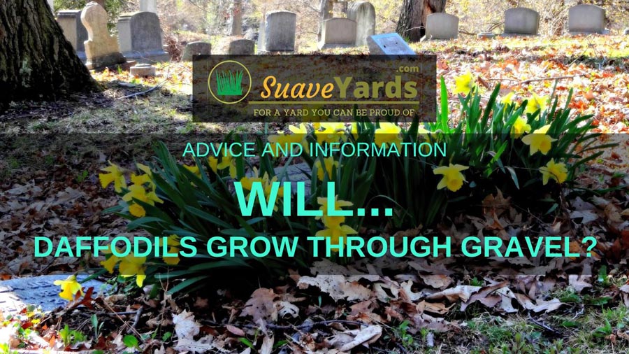 will daffodils grow through gravel