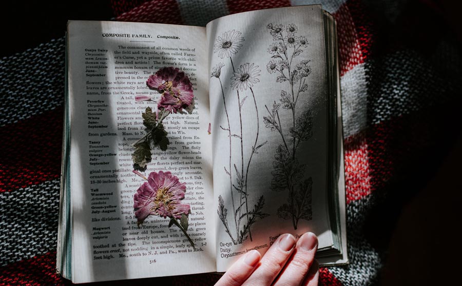 Pressed flowers in book
