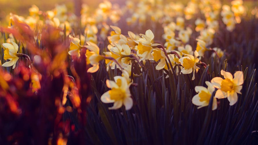 daffodils in field