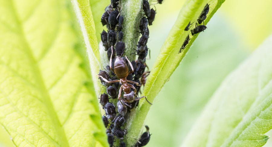 How to Repel Flies with Pinesol - The Homespun Hydrangea