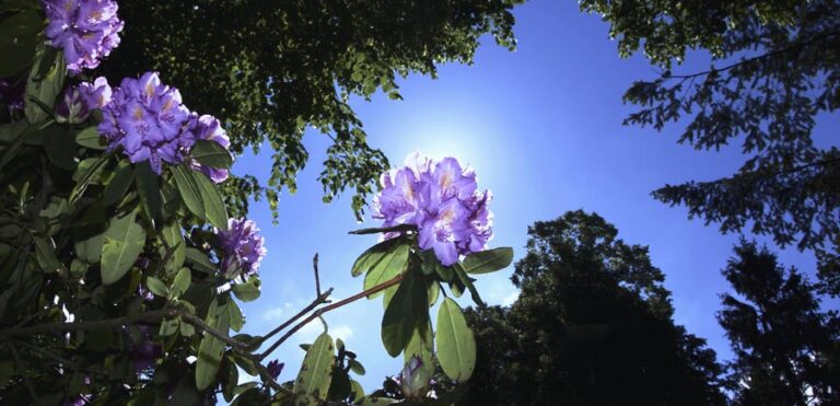 How To Plant Hostas And Hydrangeas Together (Explained)