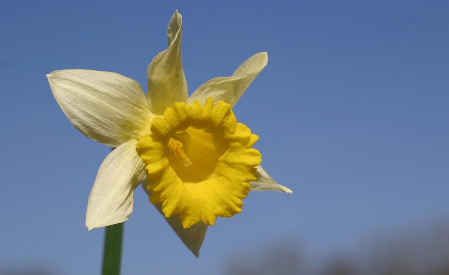 daffodil in bloom