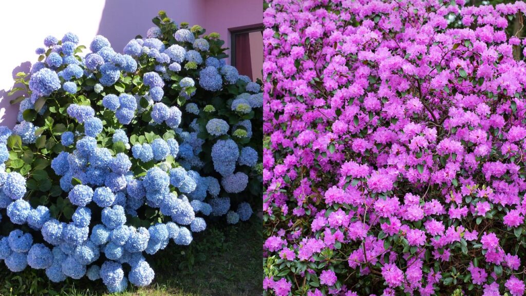 Hydrangea and rhododendron plants