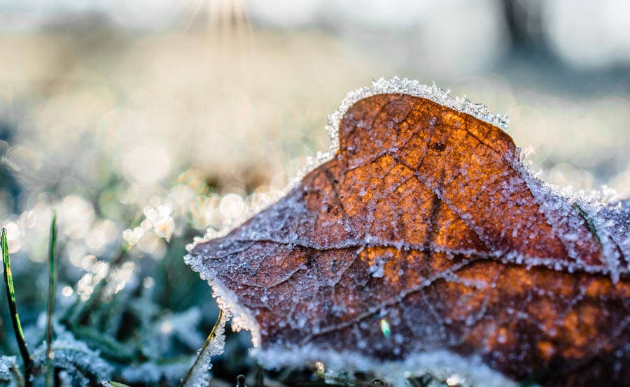 Leaf in frost