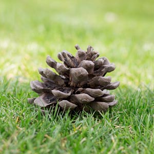 Can i mow over pine cones new arrivals