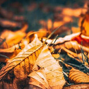 Autumn leaves on ground