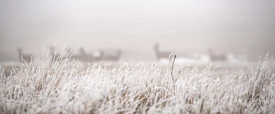 Snowy morning and frosty grass