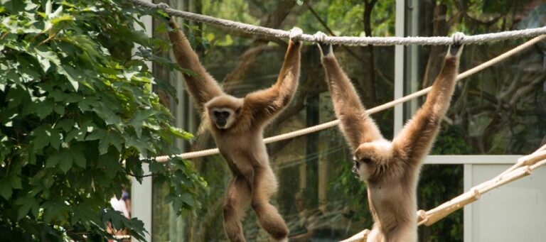 Why Are Monkey Bars Called Monkey Bars